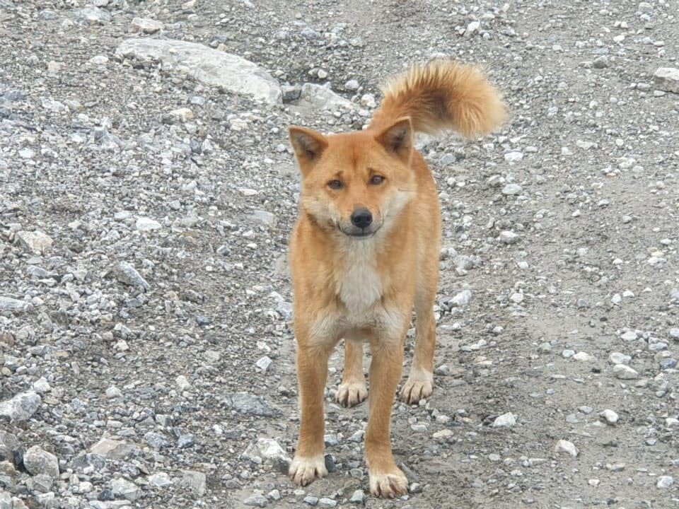 Guinea 2024 highland dog